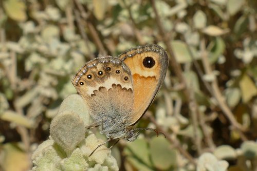 Cretan Small Heath