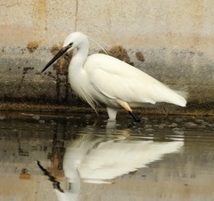 Egretta garzetta