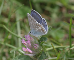 Polyommatus ariana