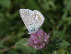 Polyommatus ariana