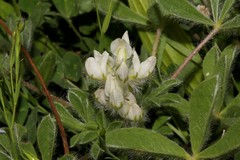 Lupinus albus