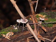Mycena austrofilopes