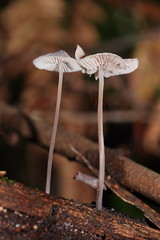 Mycena austrofilopes
