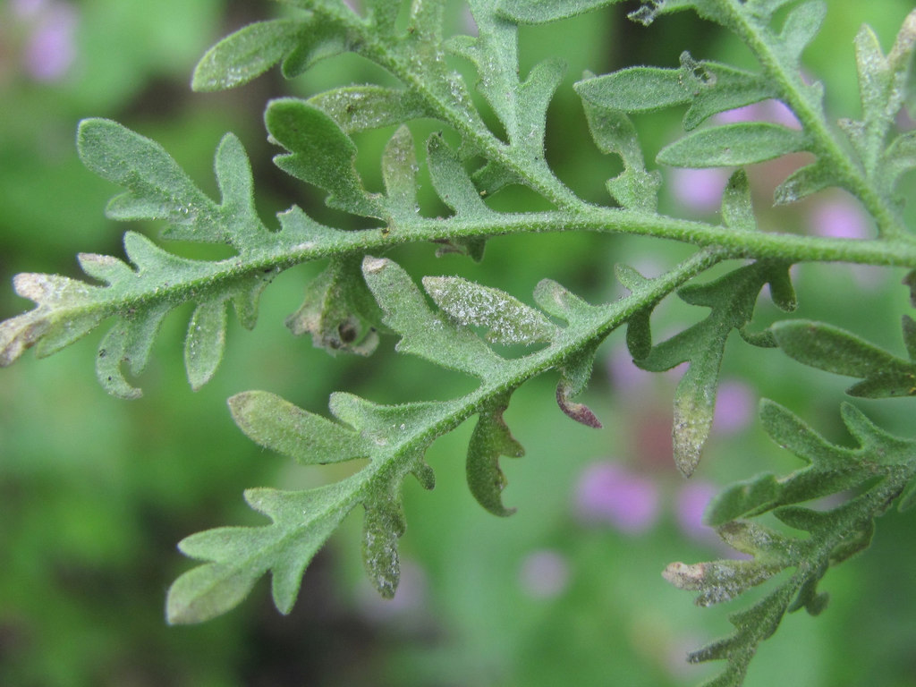 Hyaloperonospora sisymbrii-sophiae
