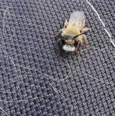 Colletes cunicularius