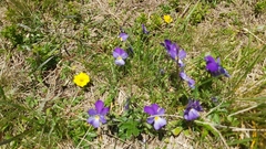 Viola tricolor