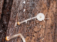 Mycena carmeliana
