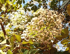 Vernonanthura polyanthes