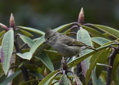 Sylviparus modestus