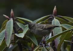 Sylviparus modestus