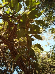 Vernonanthura polyanthes