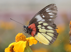 Delias pasithoe pasithoe