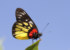 Delias pasithoe pasithoe