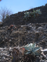 Agave guiengola