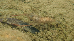 Macrobrachium venustum