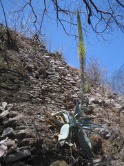 Agave guiengola