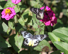 Delias pasithoe pasithoe