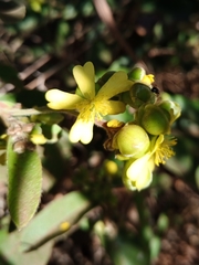 Davilla elliptica