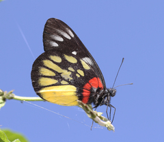 Delias pasithoe pasithoe