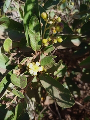 Davilla elliptica