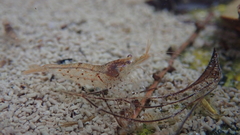 Caridina cantonensis