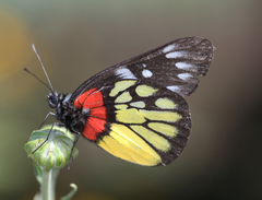 Delias pasithoe pasithoe