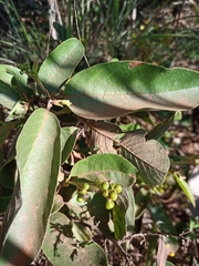 Davilla elliptica