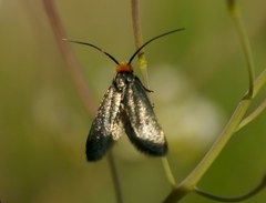 Cauchas rufifrontella