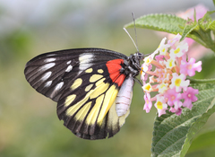 Delias pasithoe pasithoe