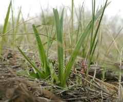 Anacamptis coriophora fragrans