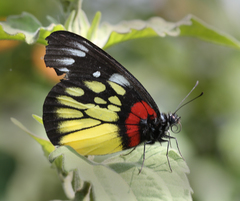 Delias pasithoe pasithoe