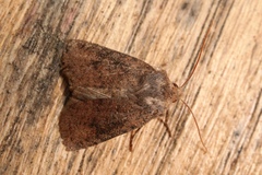 Conistra staudingeri
