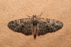 Eupithecia dodoneata