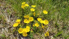 Potentilla aurea