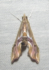 Agathodes musivalis