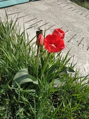 Tulipa gesneriana