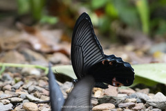 Papilio protenor euprotenor