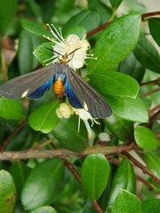 Dahana atripennis