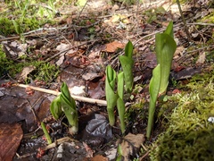 Platanthera grandiflora
