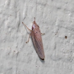 Image of Draeculacephala septemguttata