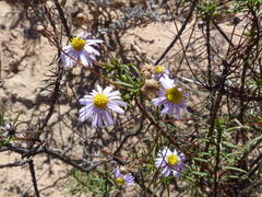 Felicia hyssopifolia