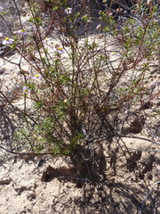 Felicia hyssopifolia