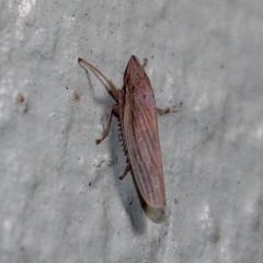 Draeculacephala septemguttata image