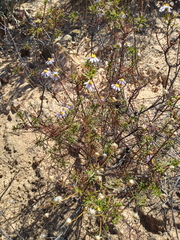 Felicia hyssopifolia
