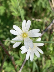 Rabelera holostea