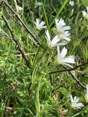 Rabelera holostea
