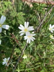 Rabelera holostea
