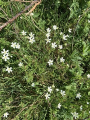 Rabelera holostea