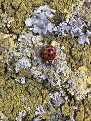 Harmonia axyridis