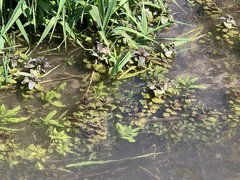 Mentha aquatica